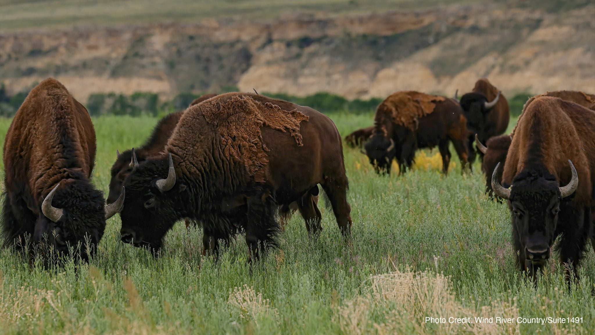 Buffalo Sanctuary
