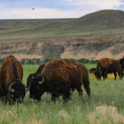 buffalo - a couple