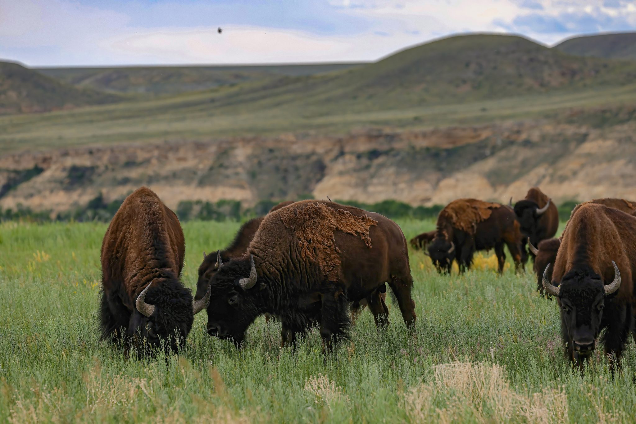 buffalo - a couple