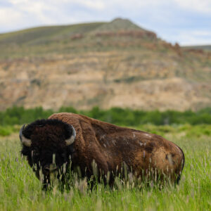 buffalo eye contact