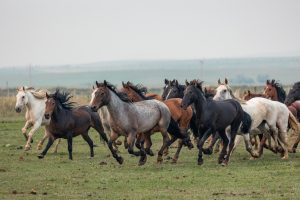 Wild Horse Tours at the Wind River Wild Horse Sanctuary 