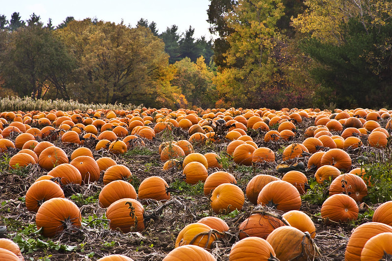 pumpkin patch