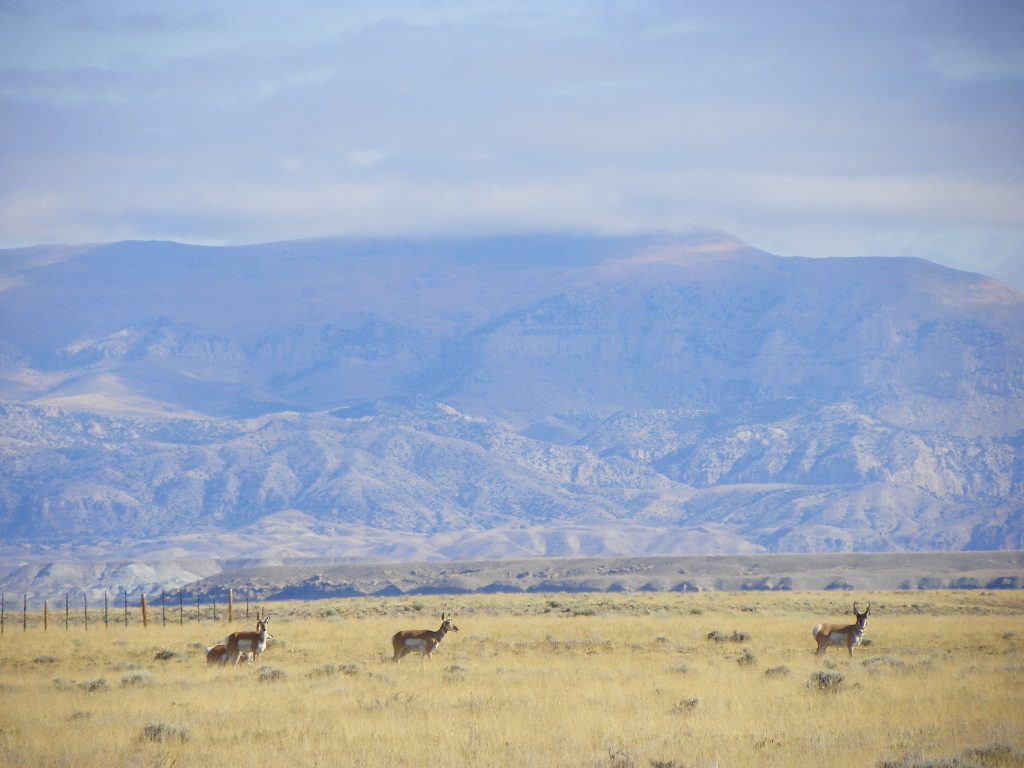 Wyoming pronghorn grazing near Shoshoni, WY, with breathtaking mountain views, highlighting the area's beauty.