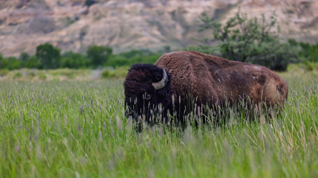 A buffalo grazing in the lush fields of the Wind River Reservation, part of the Wind River Tribal Buffalo Initiative and a must-see attraction.