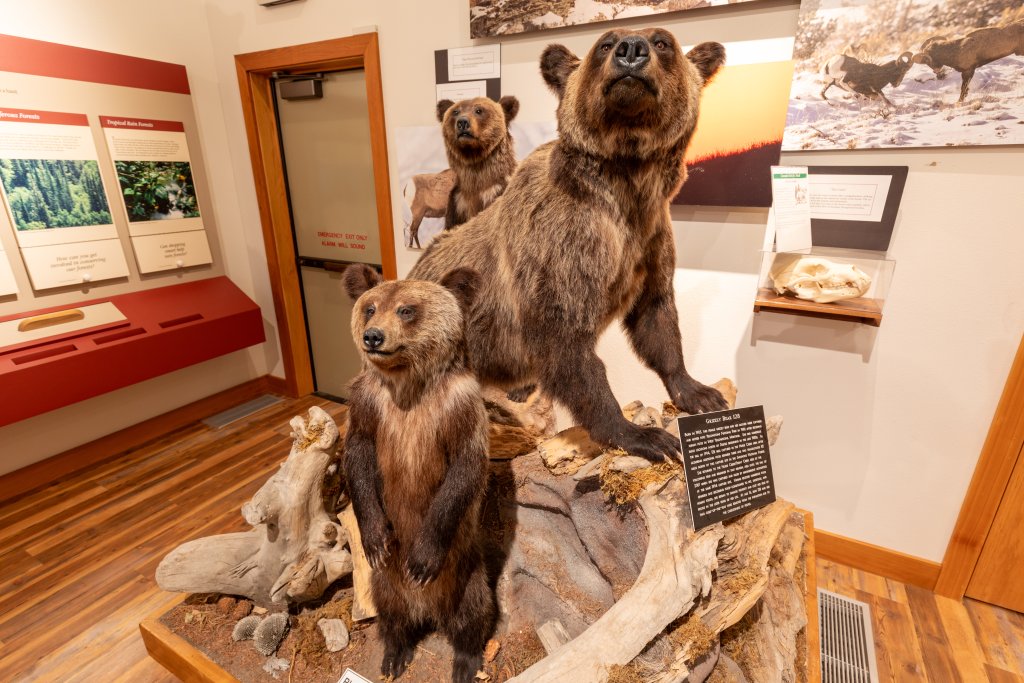 Museum exhibit featuring taxidermied grizzly bears in a natural diorama with rocks and driftwood. The display shows an adult bear standing upright with two smaller bears, surrounded by educational panels and wildlife photography on the walls.