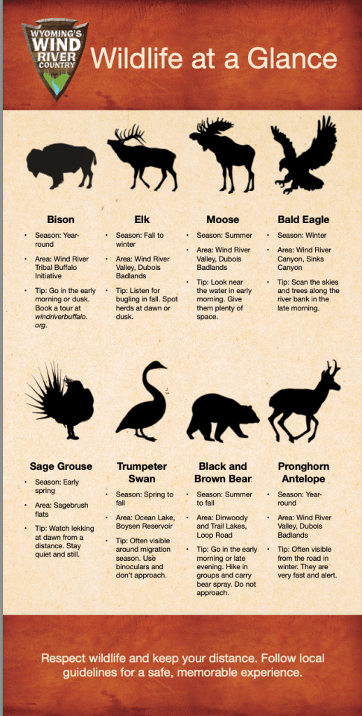 Wildlife infographic