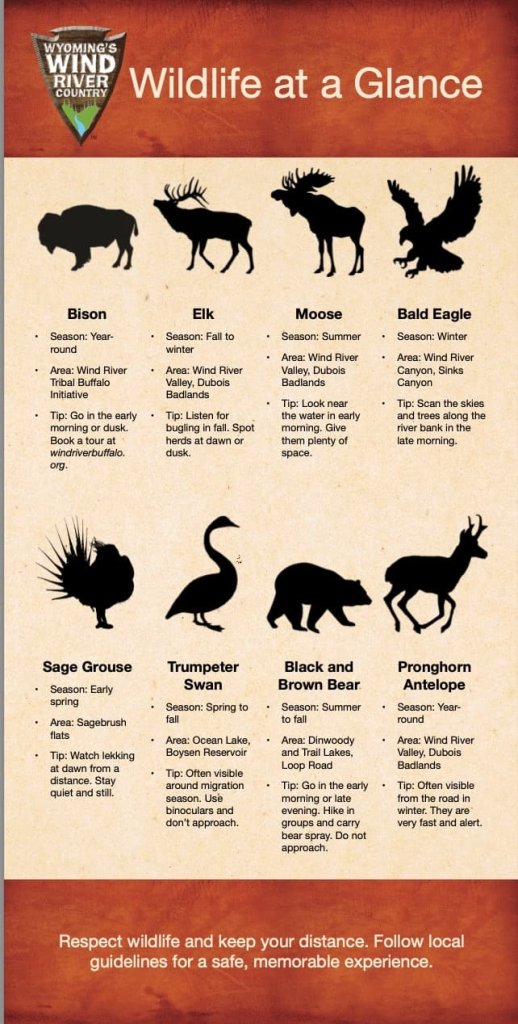 An educational infographic displaying silhouettes and viewing tips for eight different Wyoming wildlife species in Wind River Country.
