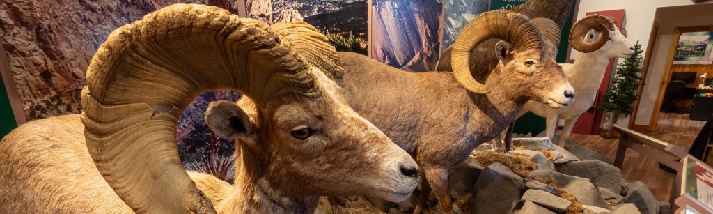 Three life-sized bighorn sheep with impressive curved horns are displayed in a museum setting, surrounded by mountain landscape murals in Wind River Country.