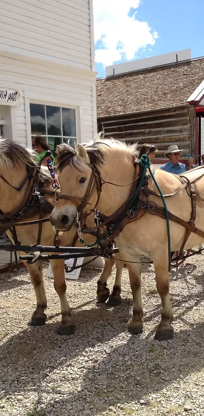 Two light-colored horses stand side by side, harnessed to a wooden wagon in front of a historic building in Wind River Country.